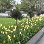 Jardim de flores em Londres