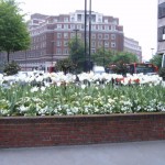 Jardim de flores em Londres